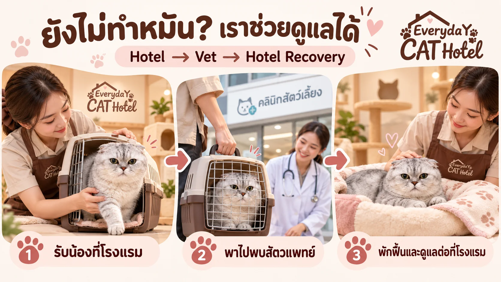 แมวยังไม่ทำหมัน ฝากโรงแรมแมวได้ไหม? เงื่อนไขก่อนเข้าพัก