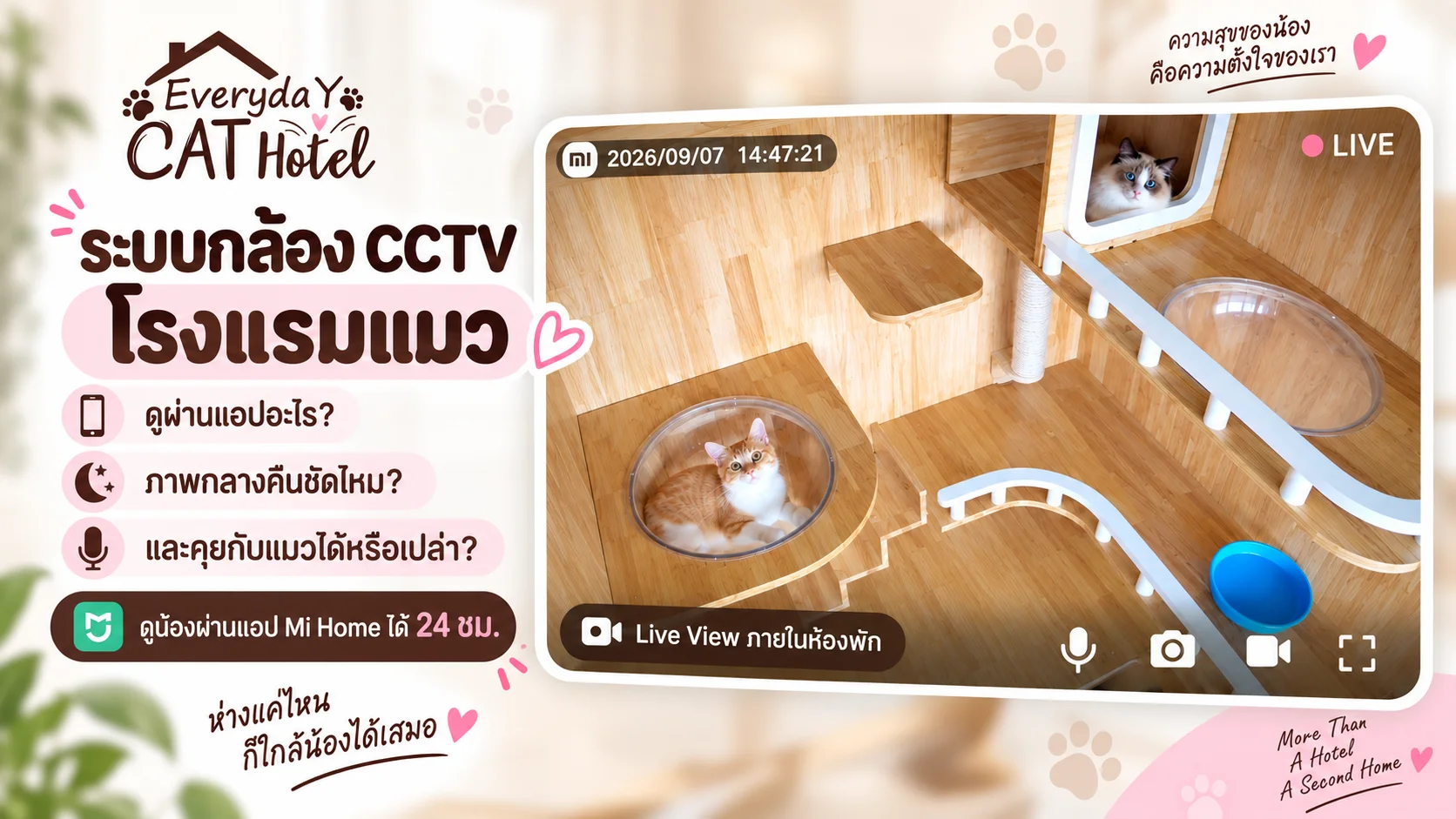 Everyday Cat Hotel Bangkok