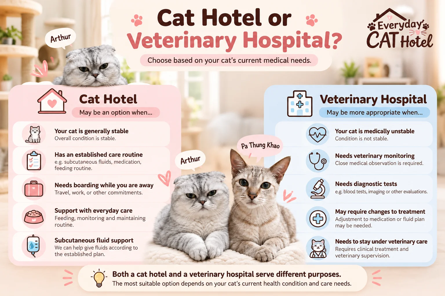 Cat Hotel or Veterinary Hospital: Which Is More Appropriate?