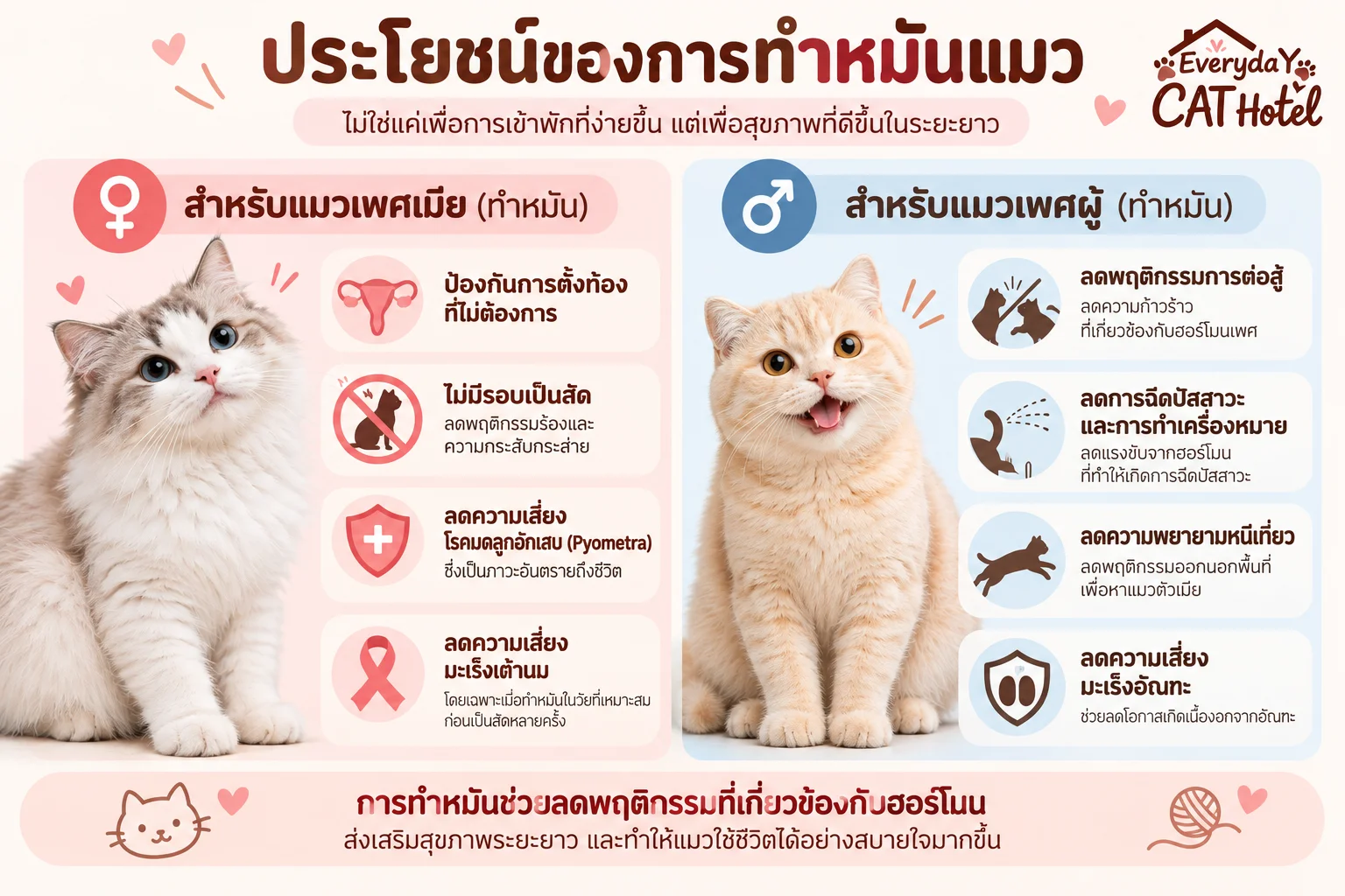 แมวยังไม่ทำหมัน ฝากโรงแรมแมวได้ไหม? เงื่อนไขก่อนเข้าพัก