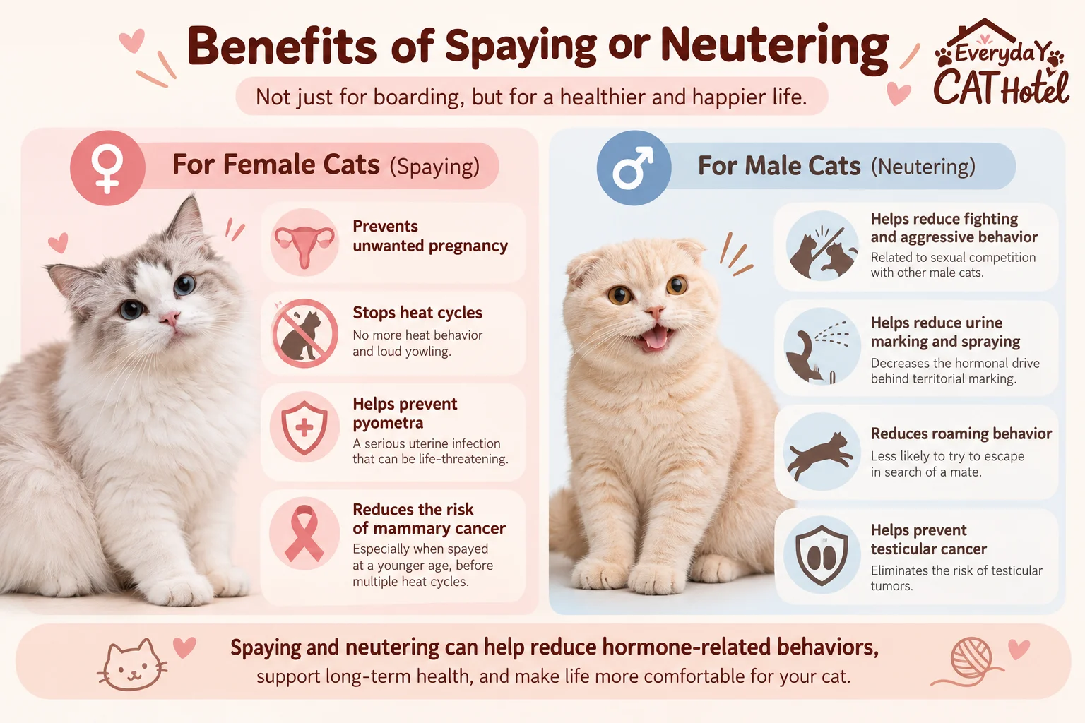 Can an Unneutered or Unspayed Cat Stay at a Cat Hotel?