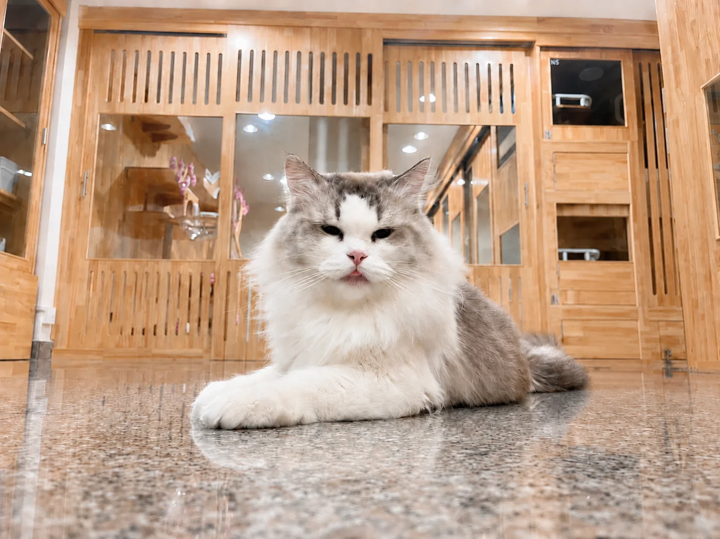 Everyday Cat Hotel Bangkok